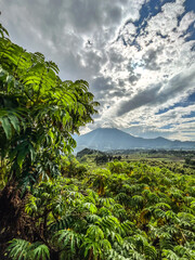 Fototapeta na wymiar tropical landscape with hagenia trees and volcano in the background (portrait mode)