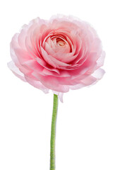 pink ranunculus. Buttercup flower petals close-up. - 772304887