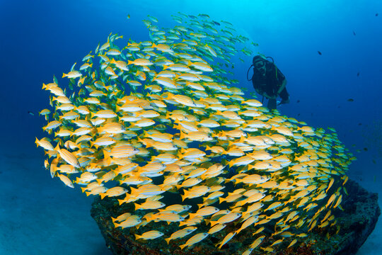 school of fish with diver - yellowtail snappers