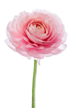pink ranunculus. Buttercup flower petals close-up.