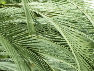 green palm leaves with water drops as background.