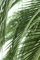 green palm leaves with water drops as background.