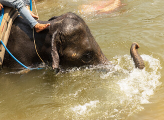 elephant bathes in water in nature.
