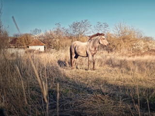 Grey and brown horse on the dry grass pasture near the village. Early spring rural farm scene
