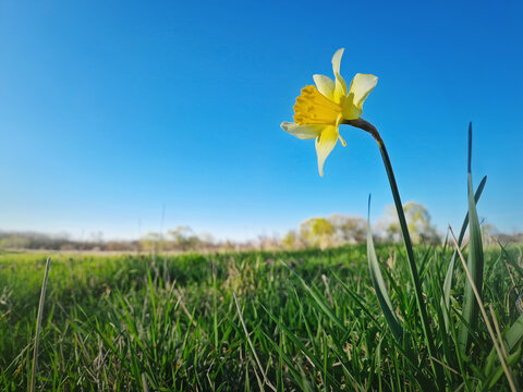 Wild daffodil blooming on a green grass pasture in a sunny spring day. Yellow narcissus plant springtime jonquil symbol