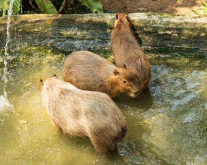 capybara animal on a walk.