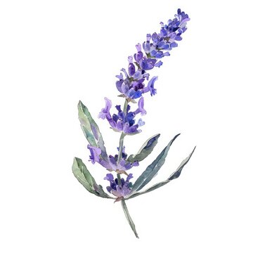 Watercolor clipart of a lavender sprig a single
