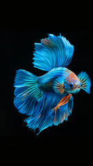 A beautiful blue and orange fish with its fins spread out. The fish is swimming in a black background