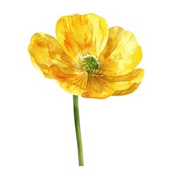 A solitary buttercup in watercolor clipart its yellow glow captured