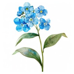 A single whimsical forget-me-not in watercolor clipart