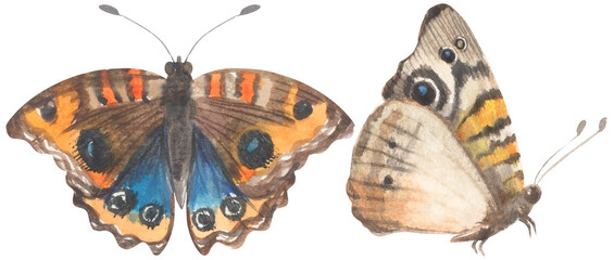 Tropical Buckeye Butterfly. Watercolor hand drawing painted illustration. - obrazy, fototapety, plakaty