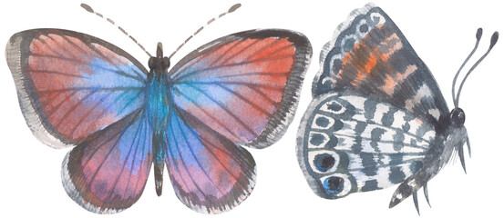 Western Pygmy-Blue Butterfly. Watercolor hand drawing painted illustration.