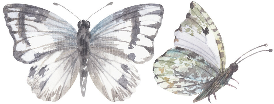 Western White Butterfly. Watercolor hand drawing painted illustration.