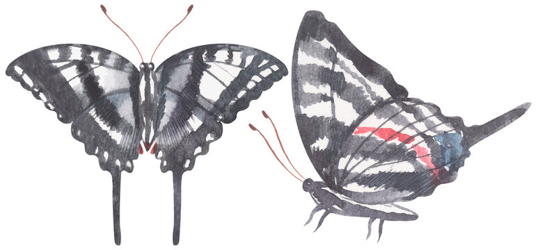 Zebra Swallowtail Butterfly. Watercolor hand drawing painted illustration.