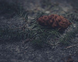 A closeup shot of fallen fir tree branches and a pine cone