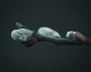 Vibrant, close-up shot of a fluffy flower blossoming