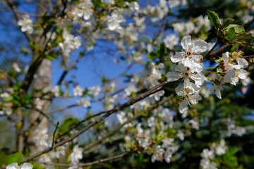 Beautiful blossoming tree with white flowers