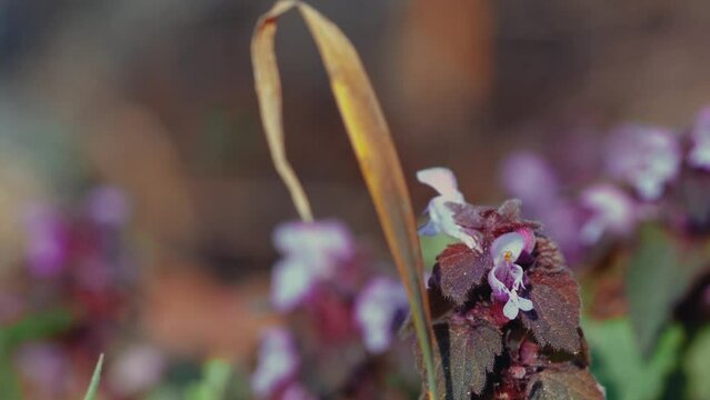 Closeup video of purple Lamiaceae flower on a blurred background