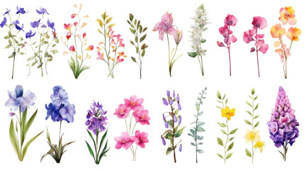 Obraz na płótnie Canvas Set of watercolor wildflowers painting isolated on clear png background and transparent background. Fresh and nature concept for nature decorative and flower element, AI generative.