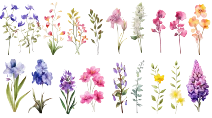 Foto op Canvas Set of watercolor wildflowers painting isolated on clear png background and transparent background. Fresh and nature concept for nature decorative and flower element, AI generative. © Adisakdi