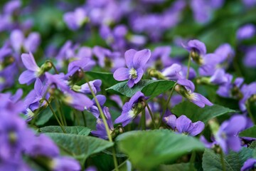 Closeup shot of beautiful purple flowers surrounded by lush green foliage.