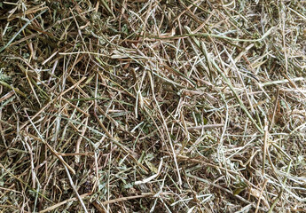 Texture of grass, background. 