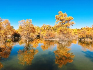 Beautiful autumn scene of a field with various trees near a body of water with a clear blue sky
