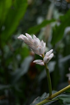 Single white ginger flower with delicate pink buds and lush green foliage