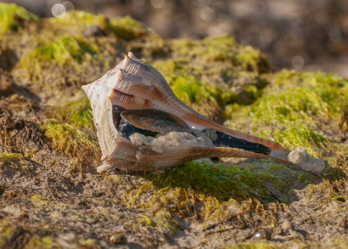 A Lightening Whelk shell with a live whelk in it on a seaweed covered shore. The whelk is tipped to the side to show the creature inside which is partially exposed.