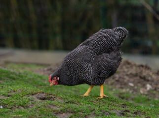 Detailed capture of a black hen Amrockhenne with a red comb walking confidently across a farmyard with a blurred background