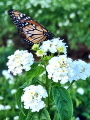 Monarch butterfly on a cluster of white lantana.