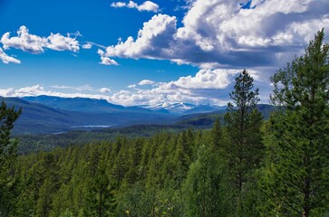 Stunning image of lush green trees in a forest beneath a clear blue sky