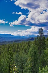 Stunning image of lush green trees in a forest beneath a clear blue sky