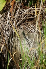 a small dragon fish sitting on the rock near some dry grass