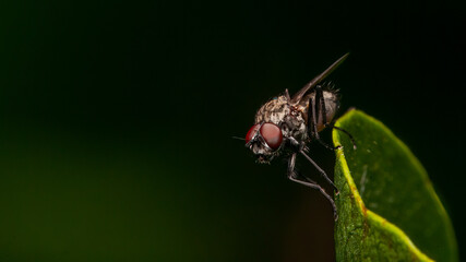 Fly perched on the edge of a leaf against a dark background.