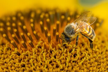 Selective focus of a bumblebee on a yellow flower with a blurry background