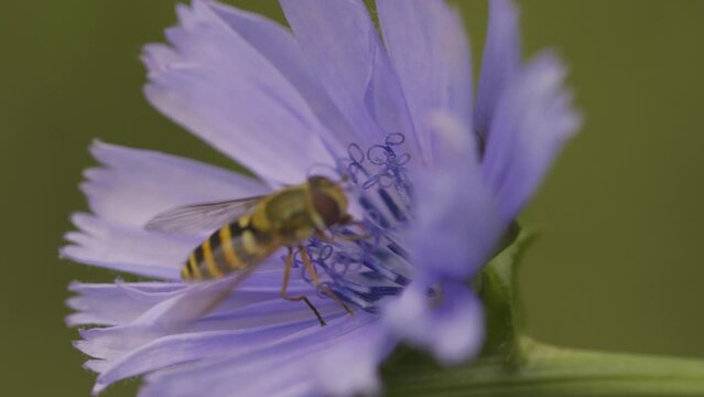 Closeup of a bee flying over a purple Chicory flower