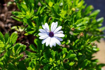 Closeup shot of a blooming white African daisy flower surrounded by green foliage
