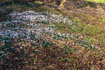 Beautiful cluster of small white flowers blooming on the floor of a lush green forest © Wirestock