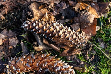 Closeup shot of pine cones and dry autumn leaves on a forest floor