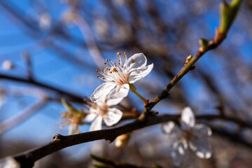 Selective focus shot of a branch with blooming apple blossom flowers