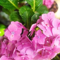 The hydrangea plant is so perfect