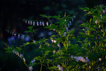 Close-up of a vibrant and lush bush of blue lily of the valley flowers