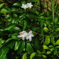 Obraz na płótnie Canvas The mini jasmine plant is so cute