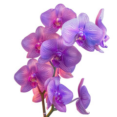Fototapeta na wymiar Violet moth orchids blossom on a dark terrestrial plant twig