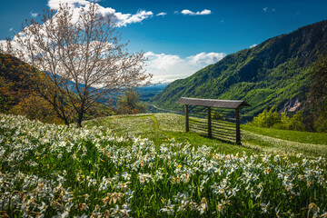 Blossoming abundance daffodils on the meadows in Slovenia - 772315425