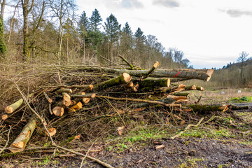 Frisch gefällte Bäume im Mischwald