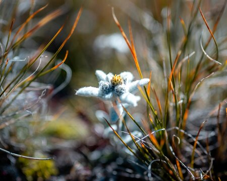Leontopodium nivale (Edelweiss) in the Alps