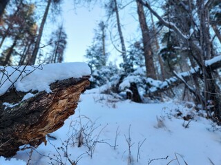 there is a small tree in the snow next to trees