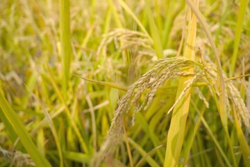 Rural landscape featuring a field of wheat ready for harvest
